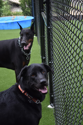 Dog Training Erving MA